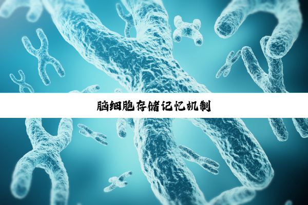 今日科普|脑细胞存储记忆机制