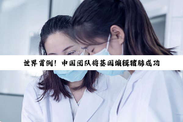 世界首例！中国团队将基因编辑猪肺成功移植人体